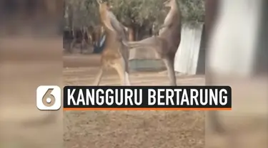 Momen pertarungan dua kangguru jantan berhasil diabadikan seorang pria yang bekerja di shelter satwa liar, Australia. Kangguru tersebut bertarung demi memperebutkan wilayah kekuasaan. Uniknya, keduanya akan berteman baik alias tak menjadi musuh setel...