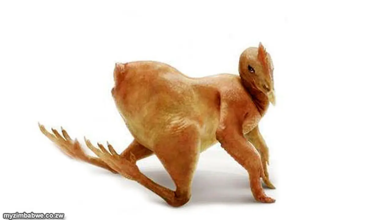 sex-ayam-130722b.jpg