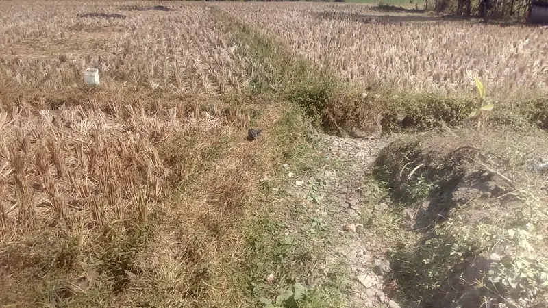 Sawah Mengering, Kementan Siap Bangun Embung di Lebak