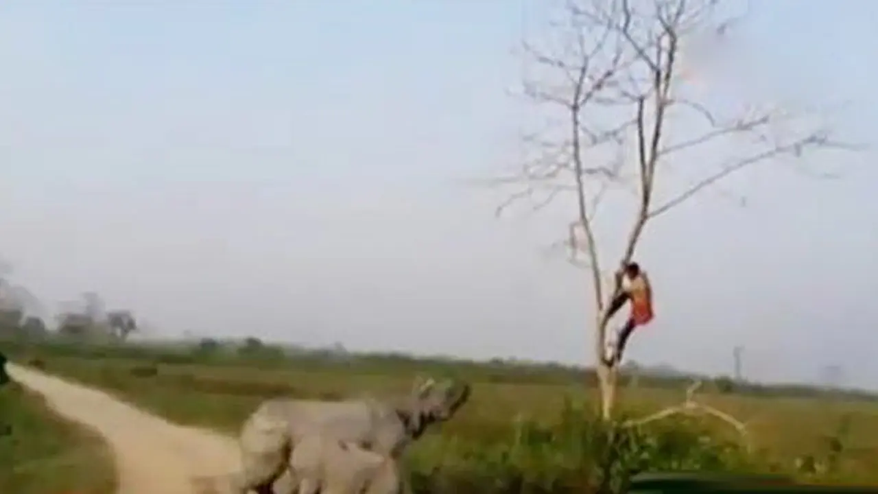 Peningkatan Aktivitas Militer hingga Pelatih Gajah Diserang Badak