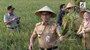 Usai memulai panen raya, Anis mengaku DKI masih memiliki 300 hektar sawah yang panenya bisa membantu stok beras di DKI Jakarta.