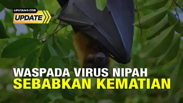 Infeksi virus Nipah menyebabkan dua pasien meninggal dunia di Kerala, India seperti disampaikan pemerintah setempat pada Rabu pekan lalu. Virus ini termasuk langka namun menyebabkan infeksi serius.