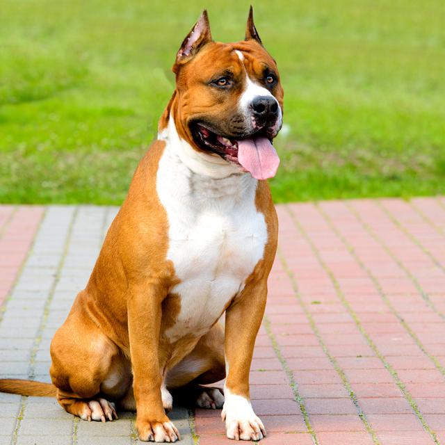 Ini 4 Insiden Anjing Pitbull Gigit Manusia Yang Mendunia Global Liputan6 Com