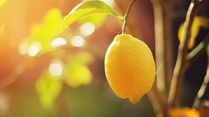 Foto: copyright shutterstock.com