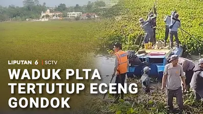 Dampak musim kemarau tidak cuma menyebabkan kekeringan, tapi juga memicu hama eceng gondok yang semakin memenuhi waduk PLTA Saguling.