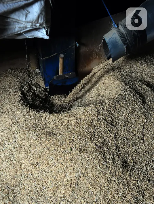 Ketua Umum Perpadi Sutarto Alimoeso mengatakan rata-rata harga gabah kering panen (GKP) yang diterima penggilingan dari petani sudah berkisar Rp 7.000 per kilogram. (merdeka.com/Imam Buhori)