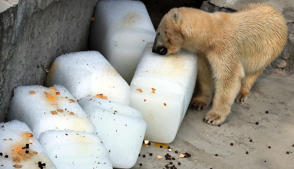 Seekor beruang kutub mendinginkan dirinya dengan balok es raksasa di Kebun Binatang dan Kebun Raya Budapest, Hungaria, 4 Agustus 2017. Sebelas negara bagian selatan dan tengah Eropa mengeluarkan peringatan cuaca panas yang ekstrim. (ATTILA KISBENEDEK/AFP)