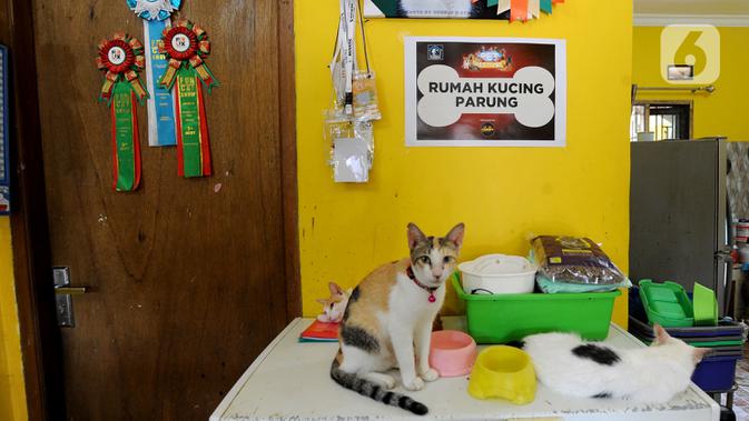 Kegemaran keluarganya pada kucing ras bermula saat masih tinggal di Bekasi sepuluh tahun silam yang menjadi awal kecintaannya pada binatang ini. Saat ia memelihara lima ekor kucing ras, kerapkali kucing-kucing liar datang meminta makan ke rumahnya. (merdeka.com/Arie Basuki)