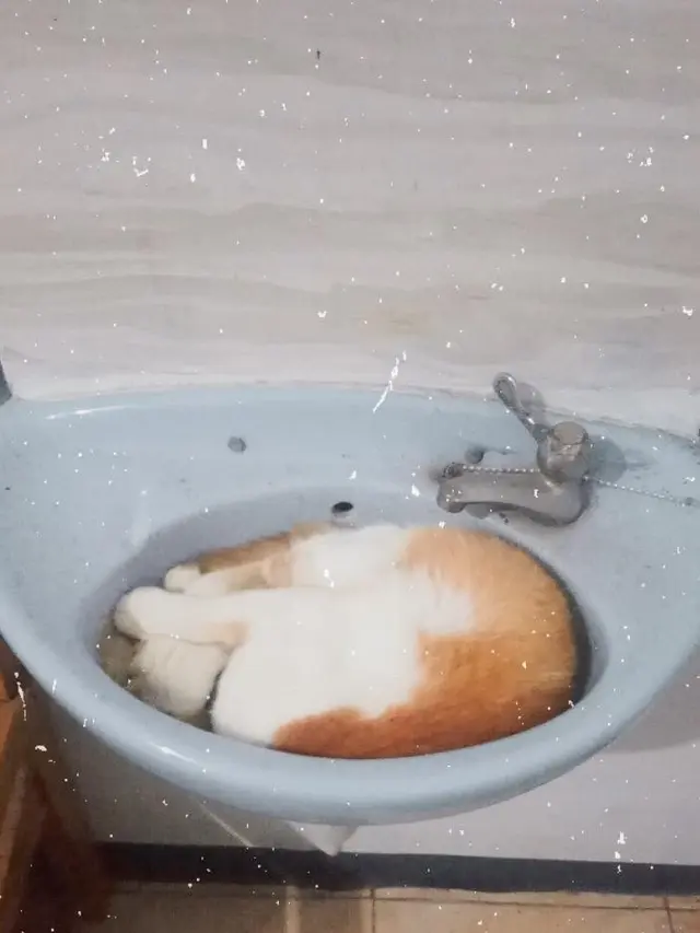 6 Kandang Kucing Ini Nyeleneh Banget, Bikin Tepuk Jidat