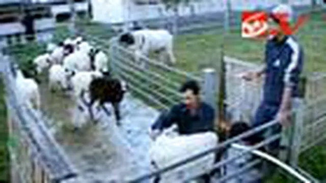 Ada Domba Garut di Gunung Karacak