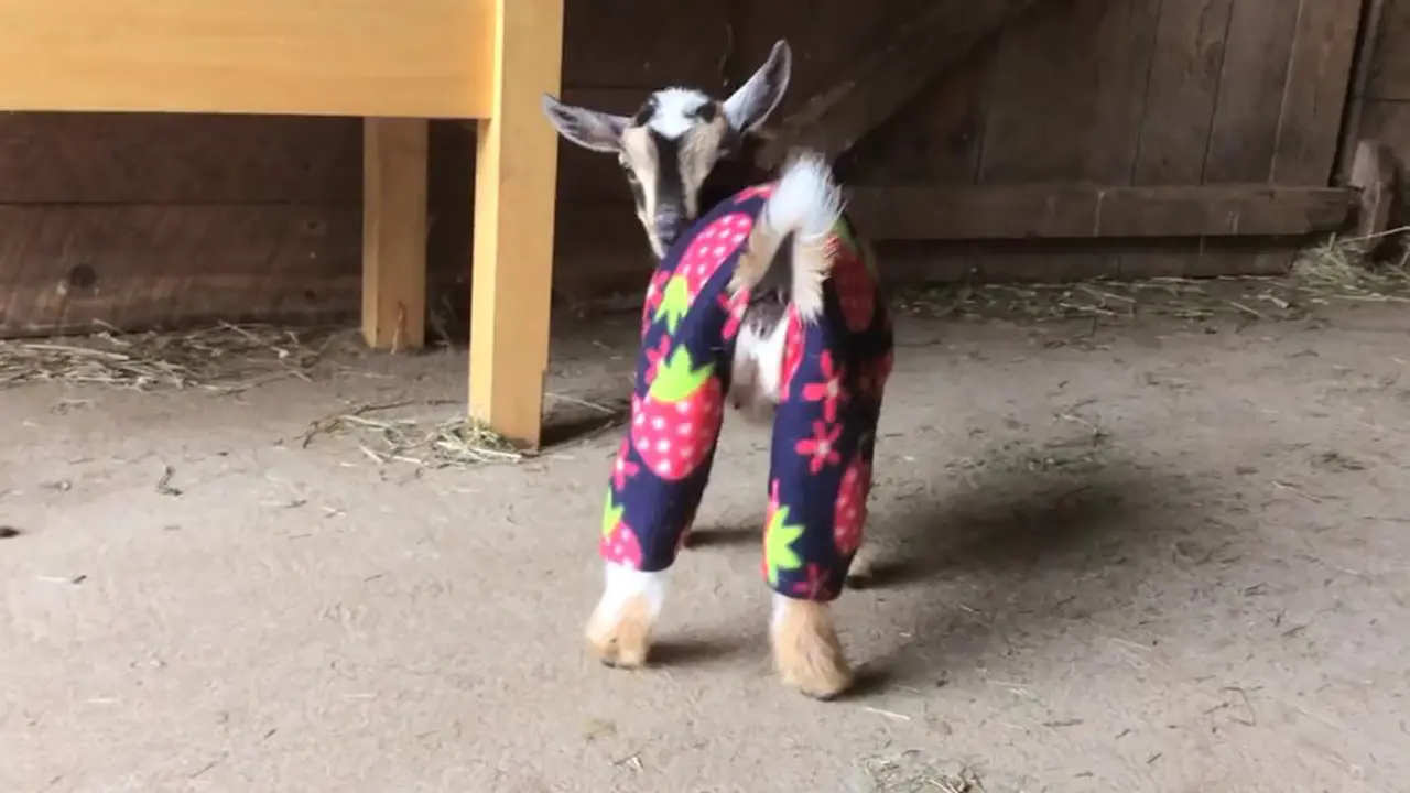Unik Tapi Nyata, Kambing Ini Memakai Piyama 