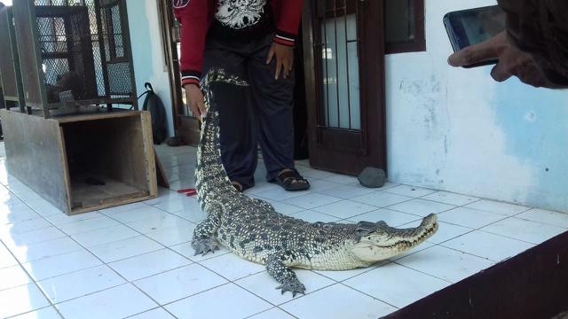 Ada Buaya Muara Di Hulu Sungai Serayu Aneh Regional Liputan6 Com