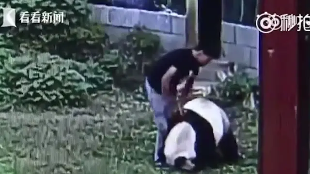 Unjuk Kejantanan, Pemuda Bergelut dengan Panda Raksasa