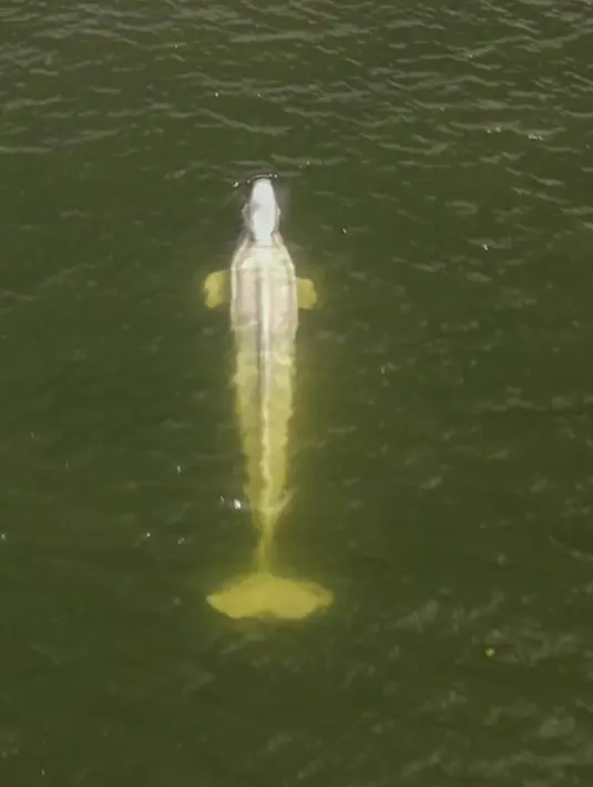 Seekor paus Beluga di sungai Seine di wilayah Saint-Pierre-la-Garenne, barat Paris, Jumat, 5 Agustus 2022. Konservasionis berharap untuk menyelamatkan paus itu dari nasib paus lain, Orca, yang tersesat dan kemudian mati di Seine pada Mei. (Sea Shepherd via AP)
