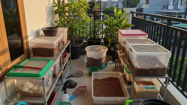 9 Ternak Mini di Teras Rumah yang Hasilnya Bisa Jadi Uang Jajan Harian, Menguntungkan