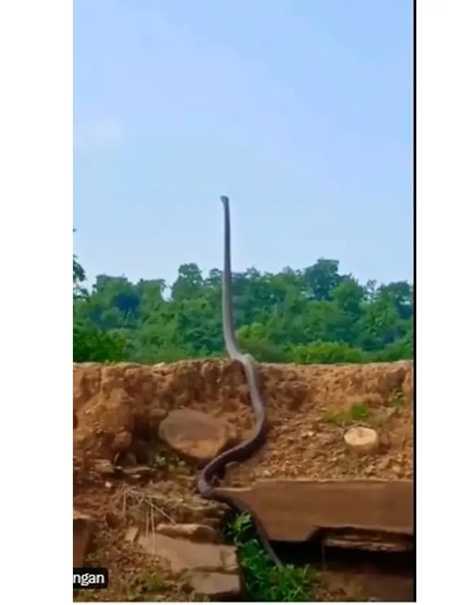Video King Kobra Berdiri Tegak Ini Viral, Hampir Angkat Sepertiga Tubuhnya