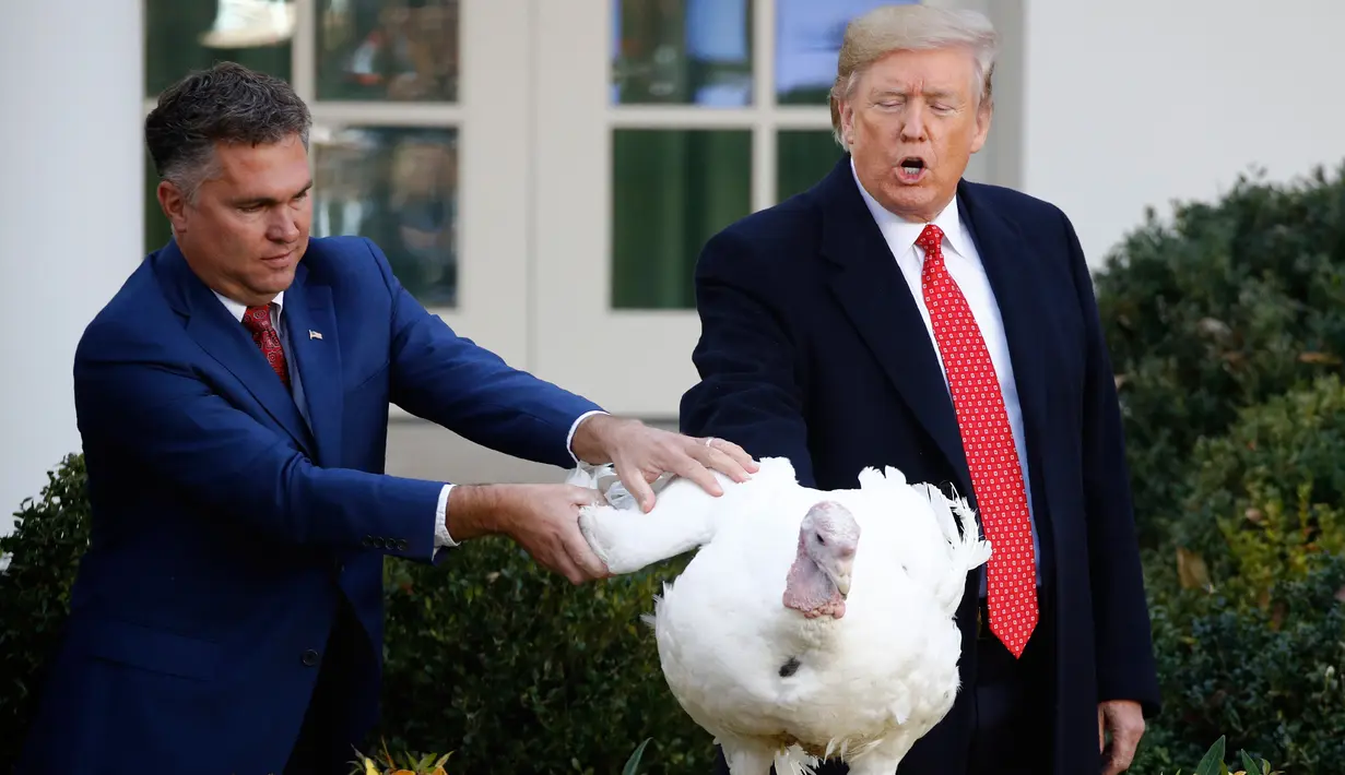 Presiden Amerika Serikat Donald Trump memberikan pengampunan kepada kalkun dalam upacara Thanksgiving nasional di Rose Garden Gedung Putih, Selasa (26/11/2019). Ini merupakan tradisi tahunan yang diadakan di Gedung Putih sehari sebelum perayaan Hari Thanksgiving. (AP/Evan Vucci)