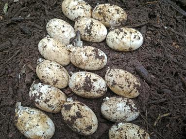 Telur spesies buaya siam langka menetas di Taman Nasional Cardamom, Kamboja pada Kamis (18/7/2024). Para konservasionis di Kamboja menemukan 106 telur spesies buaya siam yang langka di suaka margasatwa Kamboja bagian barat, kata para pejabat. (Bros Pov/Fauna & Flora via AP)