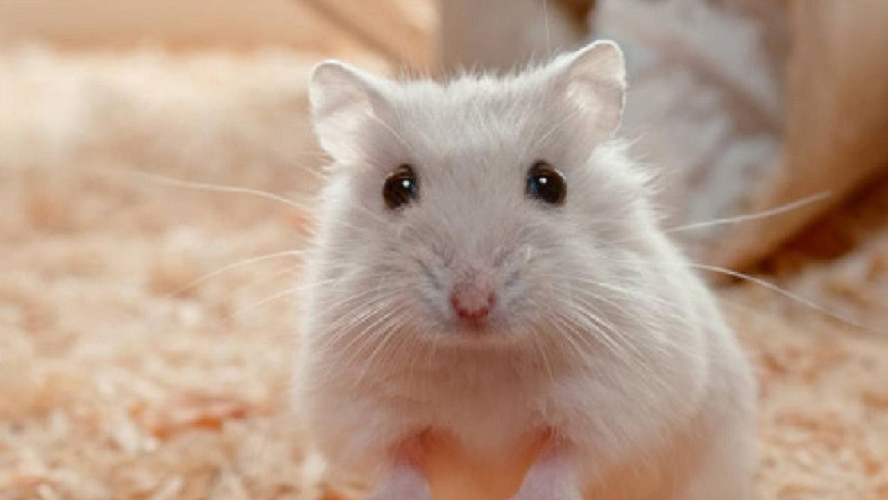 Hamster (iStock)