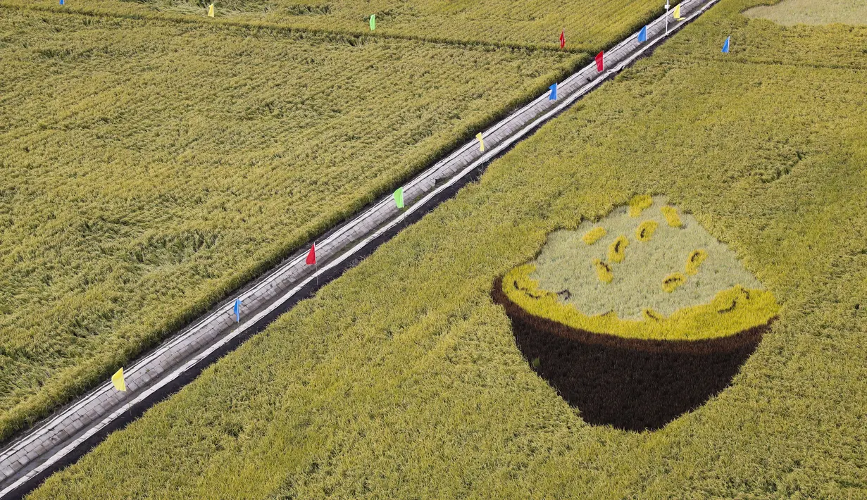 Sawah yang akan dipanen di sebuah area persawahan di Kota Fujin, Provinsi Heilongjiang, China timur laut (21/9/2020). Dalam beberapa hari terakhir, sekitar 2.667 hektare sawah di kota tersebut telah memasuki musim panen. (Xinhua/Zhang Tao)