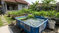 8 Cara Budidaya Ikan Nila di Bak Penampung Air Bekas yang Tidak Terpakai, Raih Panen Melimpah