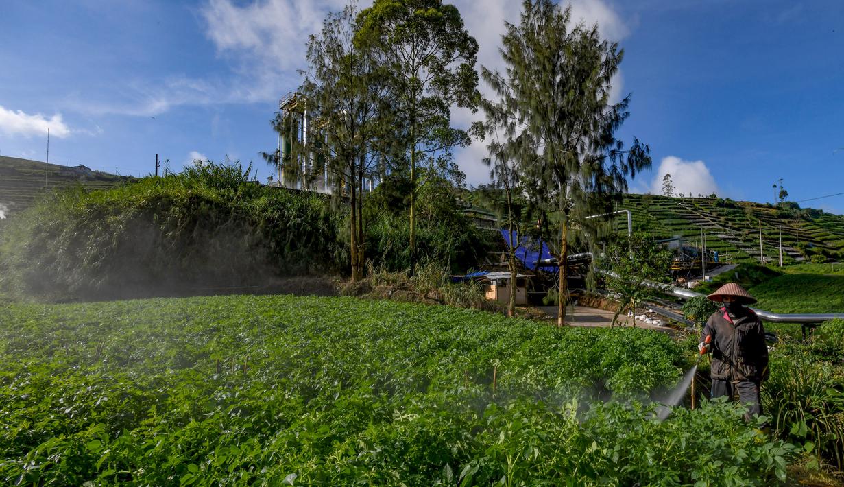 Petani melakukan penyemprotan pupuk pada tanaman kentang di kawasan dataran tinggi Dieng, Batur, Banjarnegara, Jawa Tengah, Minggu (2/11/2025). Sebelumnya, perubahan kebijakan ini merupakan bagian dari penyesuaian anggaran subsidi pupuk yang terbatas, dengan fokus pada komoditas yang dianggap strategis untuk ketahanan pangan nasional dan pengendalian inflasi. (merdeka.com/Arie Basuki)