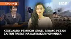 Otoritas Palestina mencatat lebih dari 150 serangan terhadap petani hanya dalam pekan pertama musim panen zaitun. Alat panen dicuri, dan ratusan pohon dibakar serta diracuni.