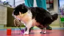 Pooh saat bermain dengan mainan di Sofia Central Vet Clinic, Bulgaria, (26/1). Pooh kehilangan kedua kakinya usai mengalami kecelakaan kereta pada April 2016 lalu. (AFP Photo/Nikolay Doychinov)