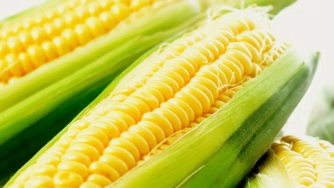 Ilustrasi Jagung