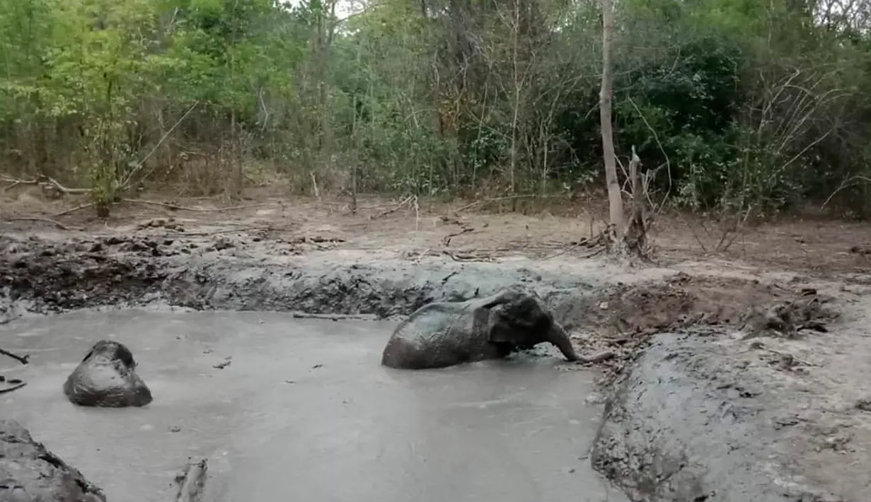 Penampakan bayi gajah yang terperangkap dalam kolam lumpur di Taman Nasional Thap Lan, Provinsi Nakhon Ratchasima, Thailand, Kamis (28/3). Petugas membutuhkan waktu lima jam untuk menyelamatkan bayi-bayi gajah tersebut. (Department of Natural Park, Wildlife, and Plant Conservation via AP)