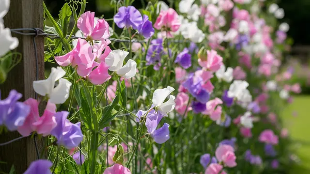 Sweet Pea (Lathyrus odoratus)