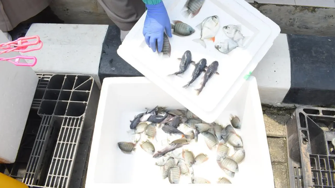 KKP memusnahkan 11,4 kg ikan segar asal Jepang dan 267 ekor ikan hias asal Kolombia