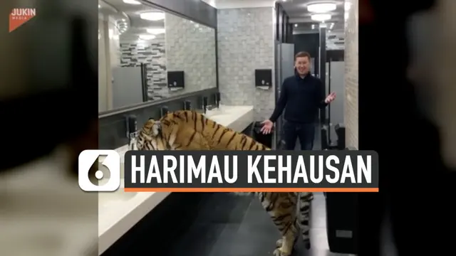 harimau haus