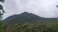 Hutan lebat kawasan wisata alam Talaga Bodas, Garut, Jawa Barat, menjadi salah satu potensi migrasi elang di pulau Jawa (Liputan6.com/Jayadi Supriadin)