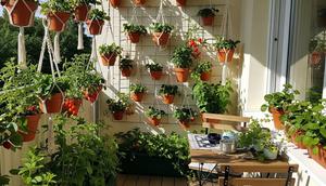 Kebun Mini di Rumah (Image Bank Liputan6)