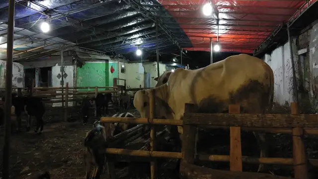 Pedagang hewan kurban di kawasan Jalan Raya Pasar Minggu, Jakarta Selatan, Sabtu (10/8/2019).