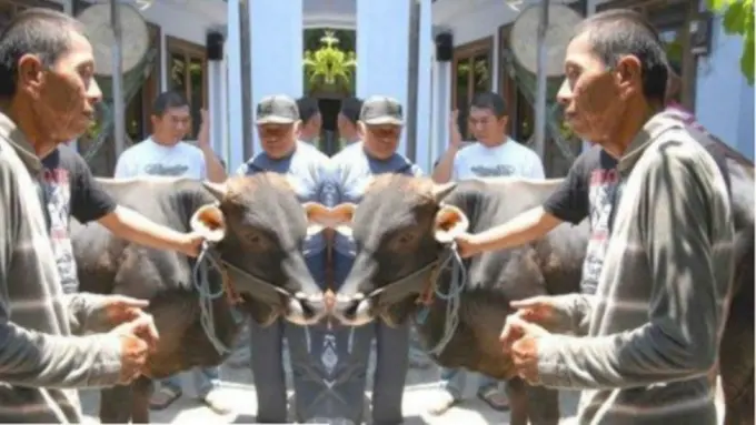 [Bintang] Idul Adha 2018: Belajar dari Kisah Tukang Becak yang Berkurban Sapi