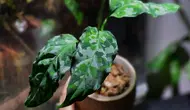 16 Tanaman Hias dengan Daun Mirip Lukisan yang Cocok Jadi Koleksi, Bikin Rumah Estetik