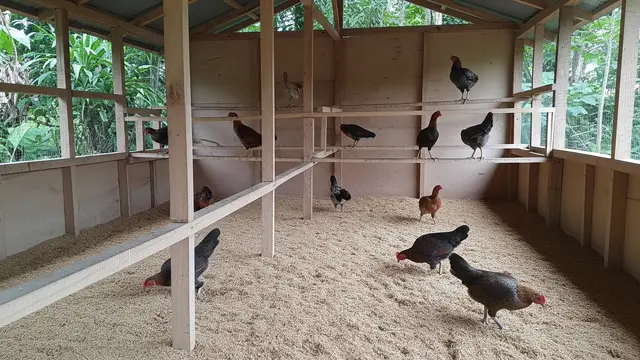 Kandang Ayam Alas Sekam Padi