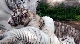 Induk harimau bengal, Clarita bersama dua dari tiga anaknya di Kebun Binatang Huachipa, Lima, Peru, Selasa (30/10). Pihak kebun binatang membuka kompetisi untuk memberikan nama bagi tiga bayi Clarita yang berusia 8 minggu. (Cris BOURONCLE/AFP)