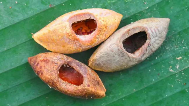 Kacang ngali yang ditemukan telah digigit oleh tikus raksasa di Pulau Vangunu. (Sumber Tyrone Lavery)