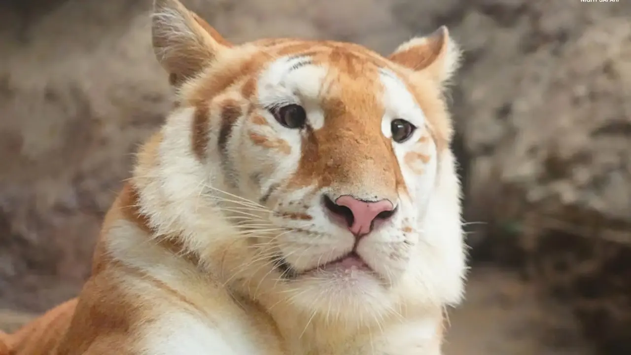 Macan bernama Goofy kini tinggal di sebuah kebun binatang di Chiang Mai, Thailand. (Chiang Mai Night Safari)