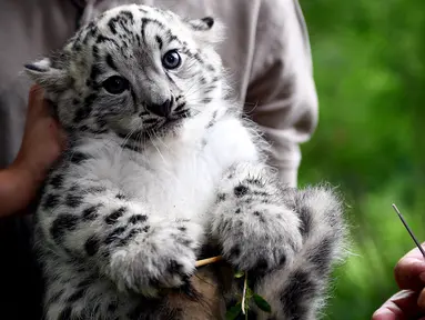 Ekspresi bayi macan tutul sebelum diberi vaksinasi pertamanya di kebun binatang Tierpark di Berlin (10/8). Bayi macan tutul salju ini lahir pada 13 Juni 2017 dan masih belum memiliki nama. (AFP Photo/dpa/Britta Pedersen/Jerman Out)