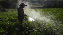 Petani melakukan penyemprotan pupuk pada tanaman kentang di kawasan dataran tinggi Dieng, Batur, Banjarnegara, Jawa Tengah, Minggu (2/11/2025). Pemerintah juga diminta untuk mempertimbangkan keberlangsungan komoditas hortikultura strategis seperti kentang yang turut menopang ketahanan pangan dan ekonomi daerah. (merdeka.com/Arie Basuki)