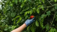 Cara Mengatasi Pohon Buah Tidak Berbuah, Panduan Lengkap untuk Panen Melimpah