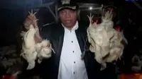 Ratusan ayam tiren disita petugas di tempat penampungan ayam di jakarta timur
