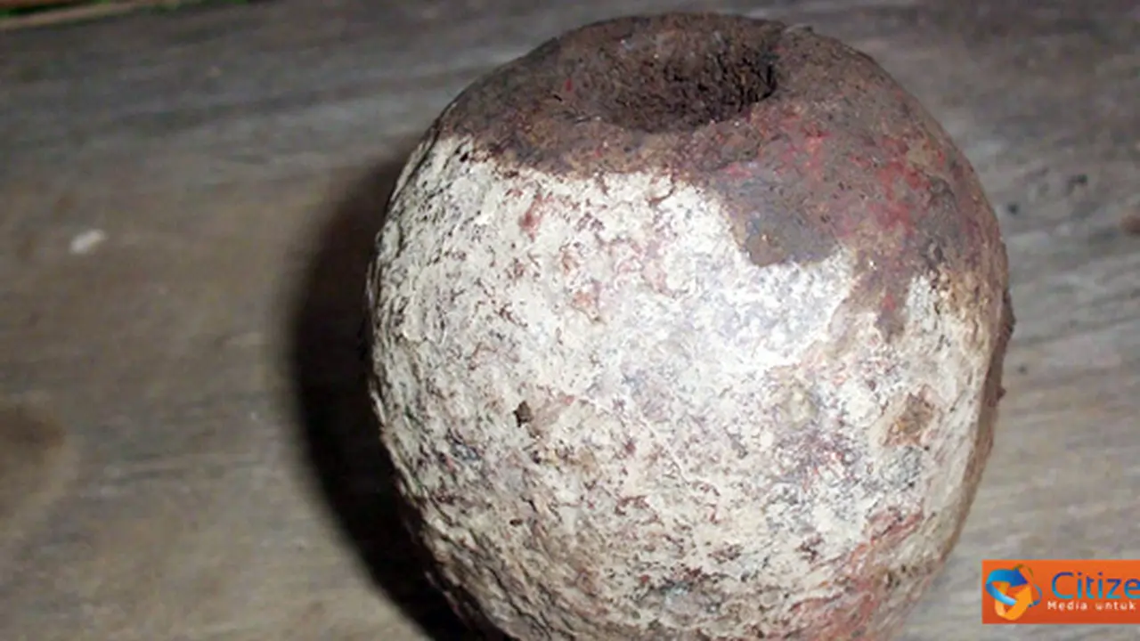 Granat Digantung di Pohon Nangka