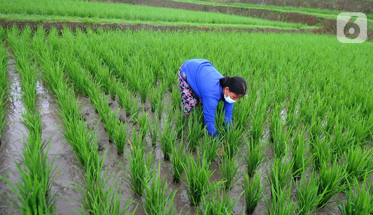 Petani membersihkan rumput liar di sela tanaman padi jenis IR64 di Jatiluwih, Tabanan, Bali, Minggu (5/9/2021). Seiring berakhirnya masa panen dan memasuki masa tanam padi, Badan Pusat Statistik (BPS) mencatat harga beras semua kualitas terjadi kenaikan pada Agustus 2021. (merdeka.com/Arie Basuki)