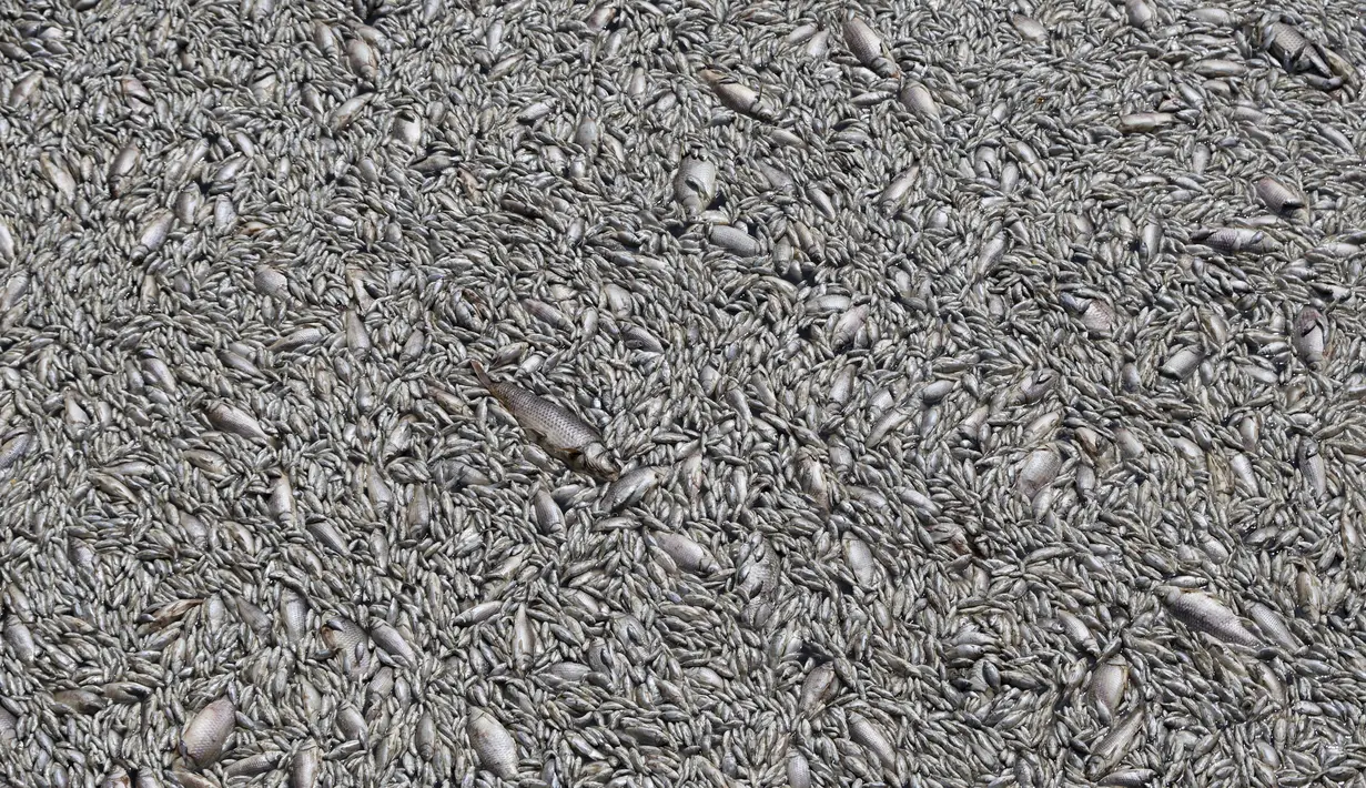 Kematian ikan telah memukul bisnis lokal di sepanjang tepi laut dengan aktivitas komersial berkurang hingga 80 persen dalam tiga hari terakhir, menurut Kamar Dagang Volos. (AP Photo/Vaggelis Kousioras)