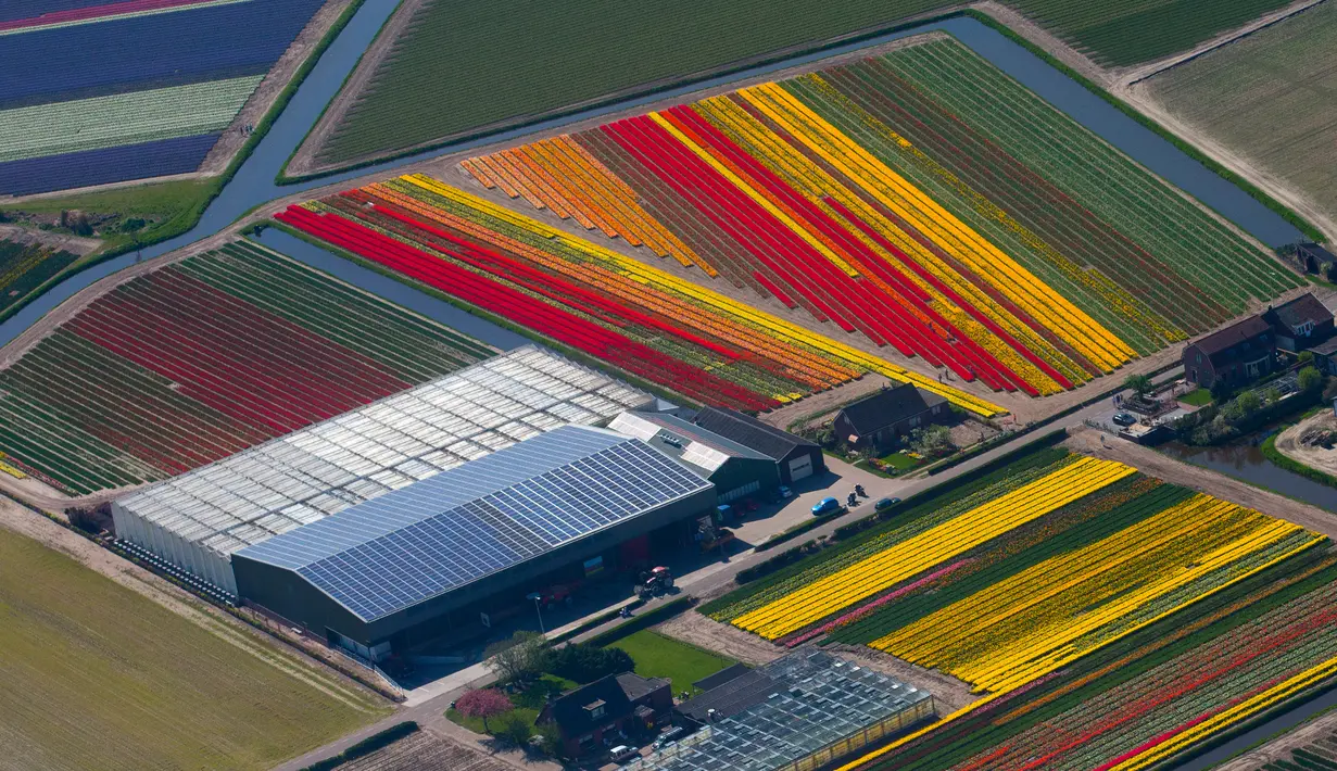 Penampakan ladang bunga tulip De Keukenhof di Lisse, Belanda, Jumat (20/4). Tulip beraneka warna tersebar di lahan seluas 32 hektare. (AP Photo / Peter Dejong)